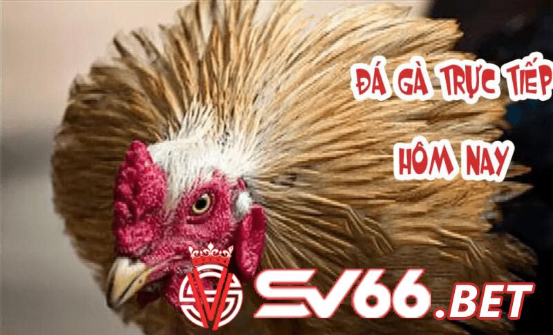 Đá gà 88 – kênh giải trí cá cược đá gà hàng đầu