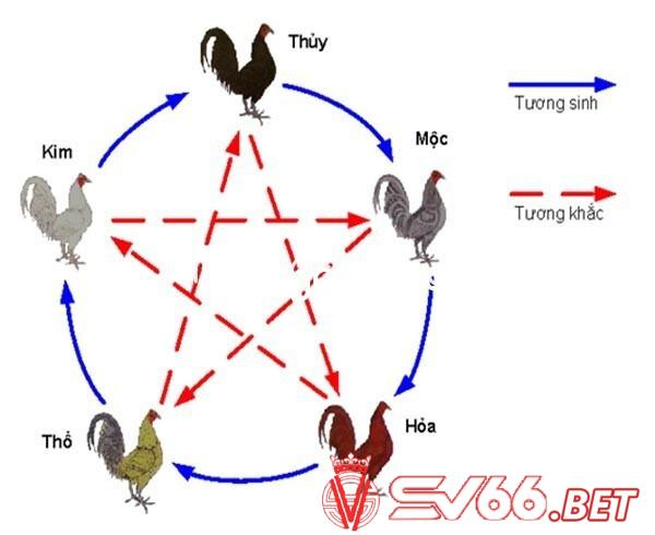 Màu mạng gà đá với những tay chơi chuyên nghiệp là thuật ngữ không quá xa lạ