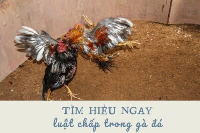 Học ngay những luật chấp trong gà đá cùng chuyên gia