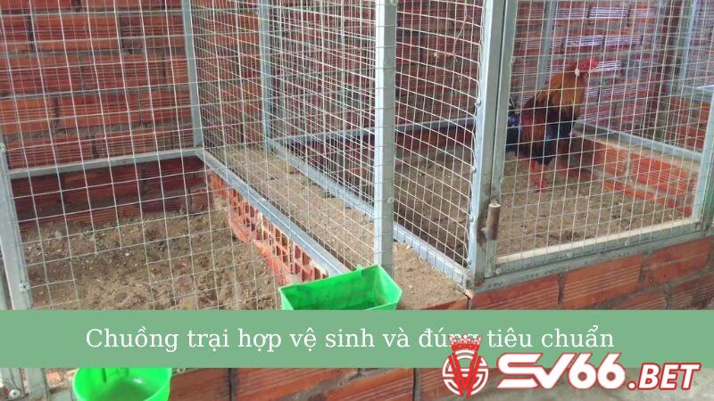 Nuôi dưỡng chiến kê trong chuồng trại hợp vệ sinh và đạt chuẩn