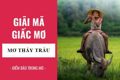 Giải mã ý nghĩa giấc mơ thấy trâu. Đánh lô con gì?