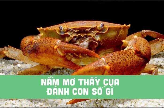 Nằm mơ thấy cua đánh số gì