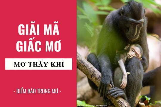 Điềm báo nằm mơ thấy khỉ là gì? 