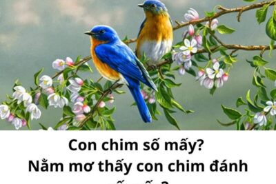 Mơ thấy chim sẻ đánh số mấy? Giấc mơ liên quan đến chim sẻ